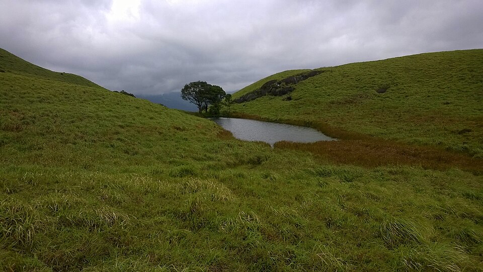 Wayanad forests and plantations